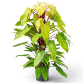 Large Philodendron ‘Painted Lady’ with lime-green mottled leaves on vivid red climbing stems.