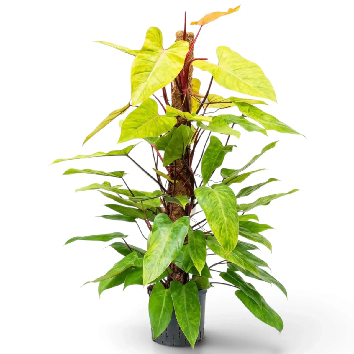 Large Philodendron ‘Painted Lady’ with lime-green mottled leaves on vivid red climbing stems.