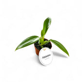 Philodendron panduriforme – Topfpflanze im Kulturtopf vor weißem Hintergrund, Produktfoto 2.