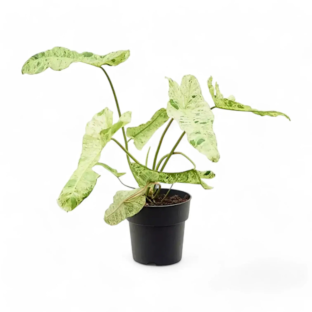 Philodendron 'Paraiso verde' potted plant in nursery pot on white background.