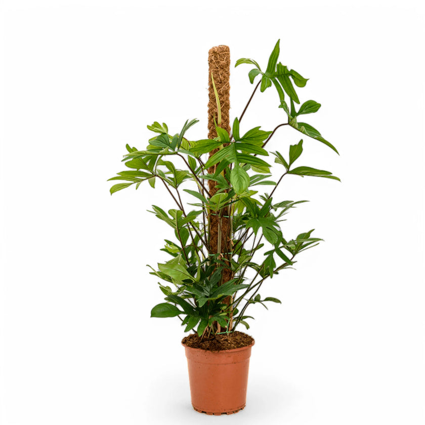Philodendron pedatum Zimmerpflanze im Anzuchttopf vor weißem Hintergrund, Produktfoto 2.