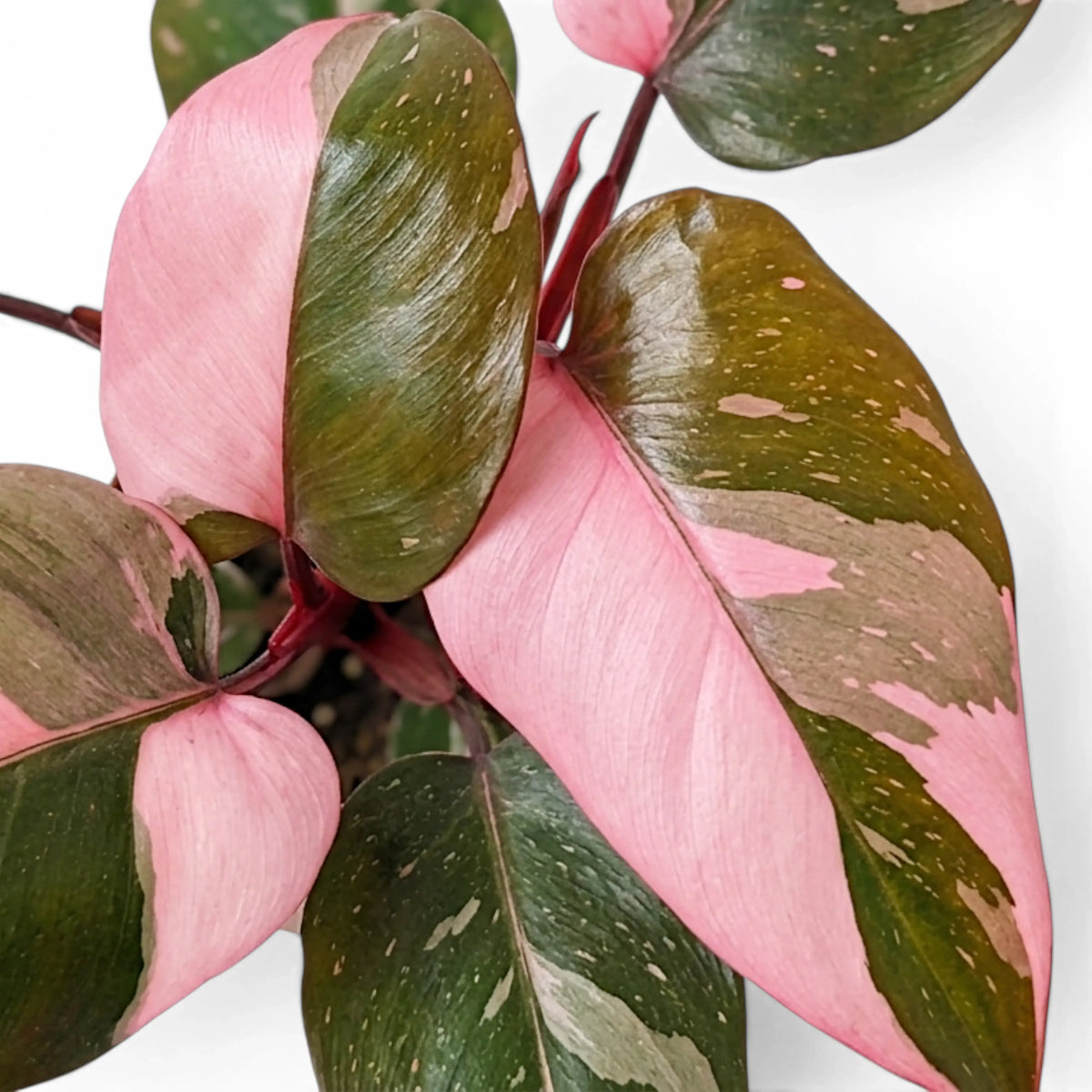 Dense Philodendron 'Pink Princess' foliage with bold pink sectors