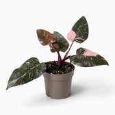 Philodendron ‘Pink Princess Marble’ medium plant with dark green leaves marbled pink