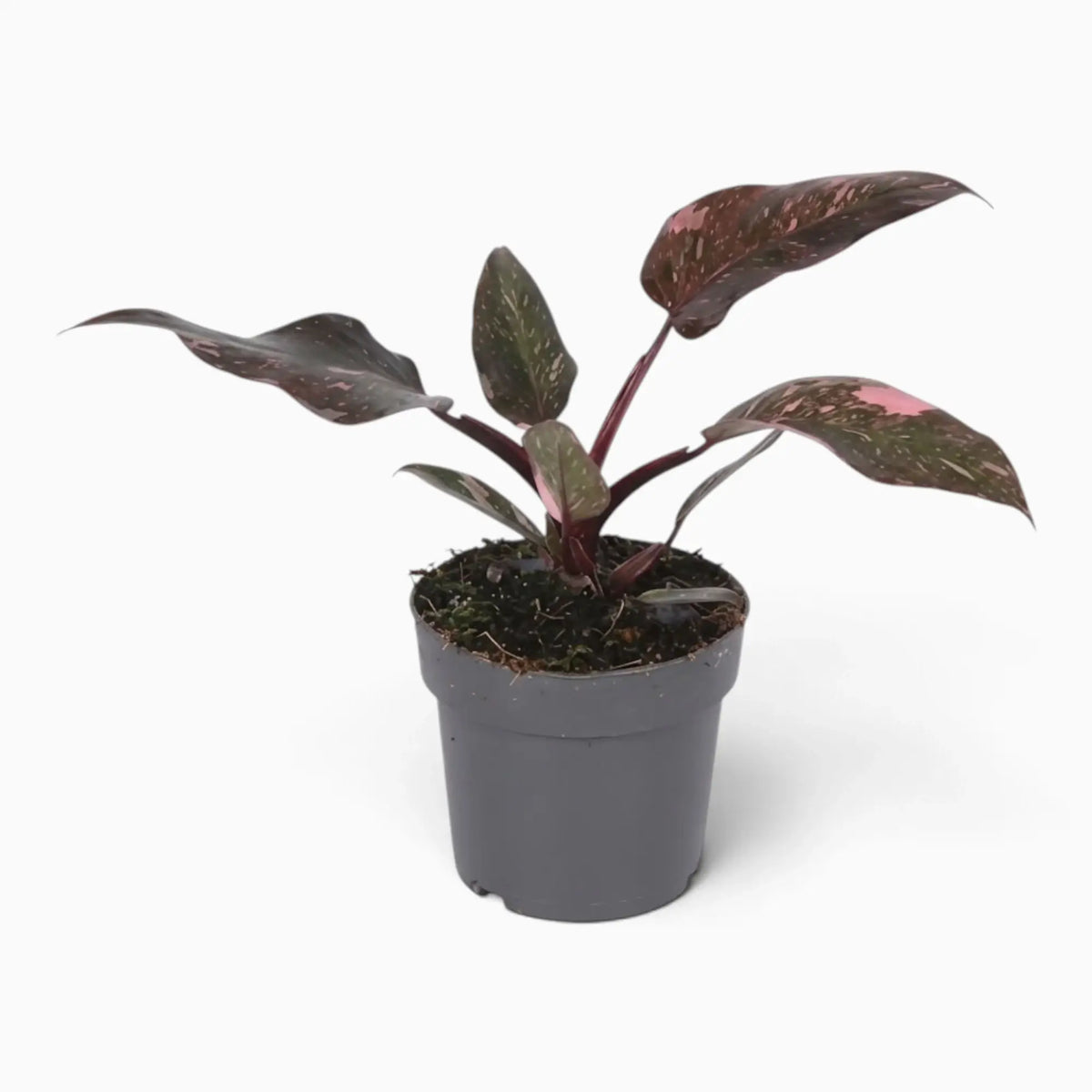 Philodendron ‘Pink Princess Marble’ medium plant with dark green leaves marbled pink