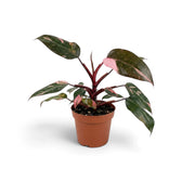 Full Philodendron 'Pink Princess' with pink-variegated leaves in a terracotta pot