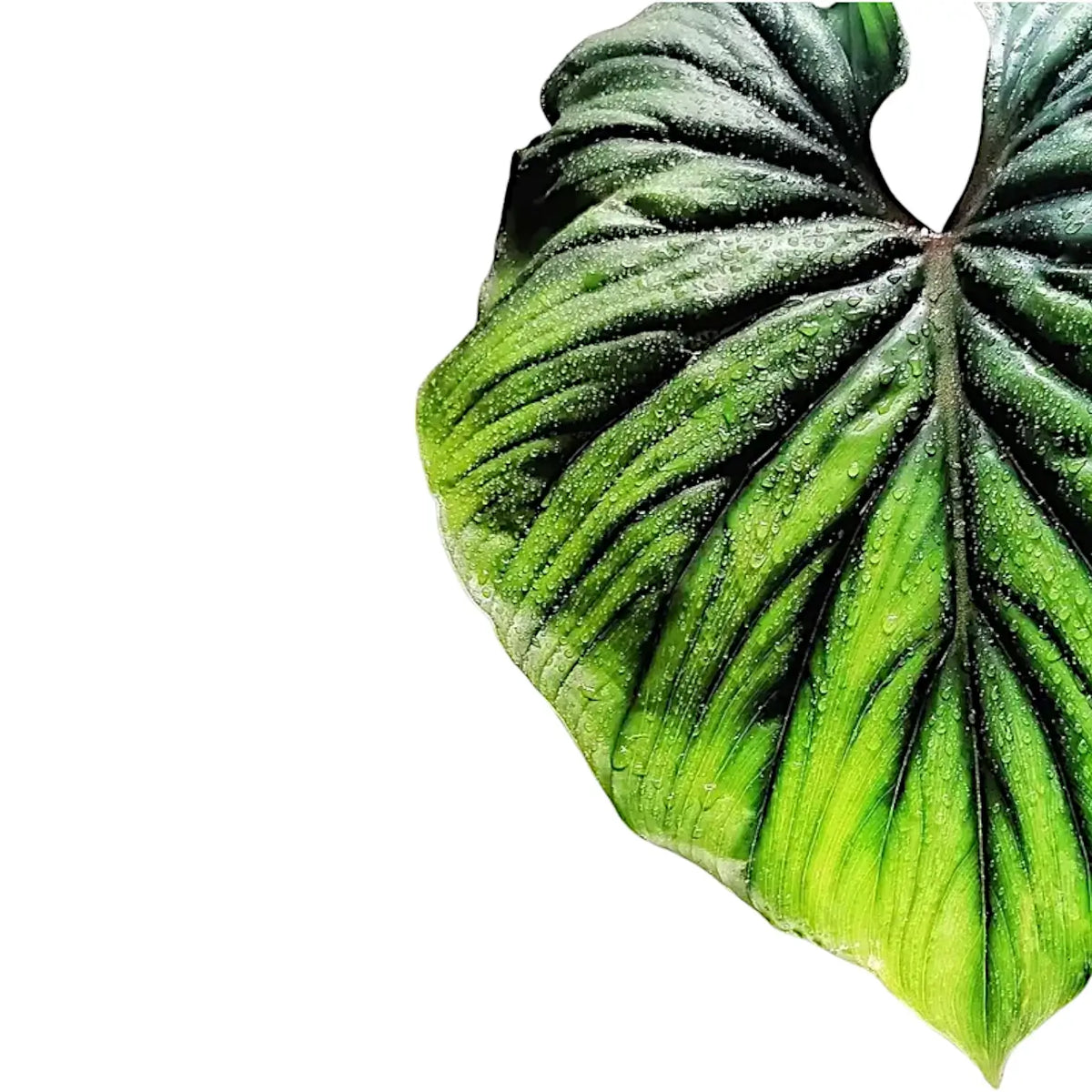 Philodendron plowmanii leaf close-up on white background.