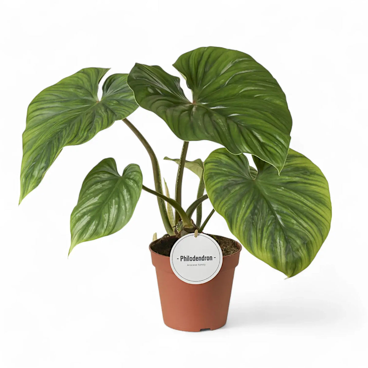 Philodendron plowmanii potted plant in nursery pot on white background.