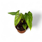 Philodendron plowmanii potted plant in nursery pot on white background.