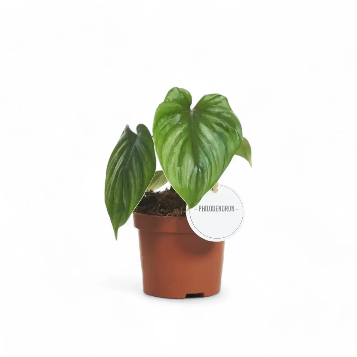 Philodendron plowmanii potted plant in nursery pot on white background.