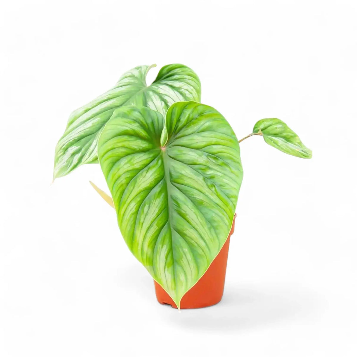 Philodendron plowmanii potted plant in nursery pot on white background.
