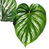 Philodendron plowmanii potted plant in nursery pot on white background.
