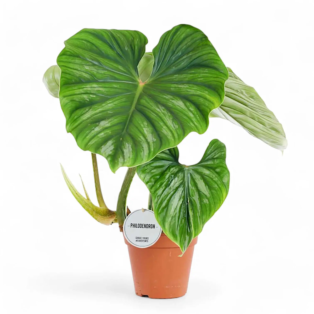 Philodendron plowmanii potted plant in nursery pot on white background.