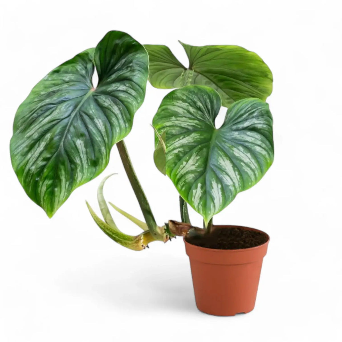 Philodendron plowmanii potted plant in nursery pot on white background.
