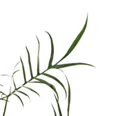 Philodendron polypodioides – Topfpflanze im Kulturtopf vor weißem Hintergrund, Produktfoto 11.