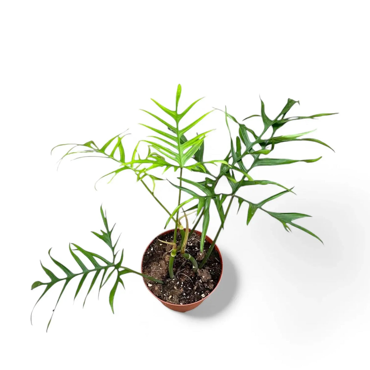 Philodendron polypodioides – Topfpflanze im Kulturtopf vor weißem Hintergrund, Produktfoto 2.