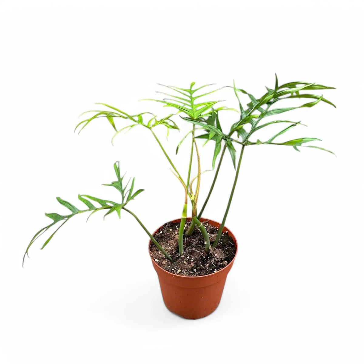 Philodendron polypodioides – Topfpflanze im Kulturtopf vor weißem Hintergrund, Produktfoto 3.