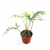 Philodendron polypodioides – Topfpflanze im Kulturtopf vor weißem Hintergrund, Produktfoto 3.
