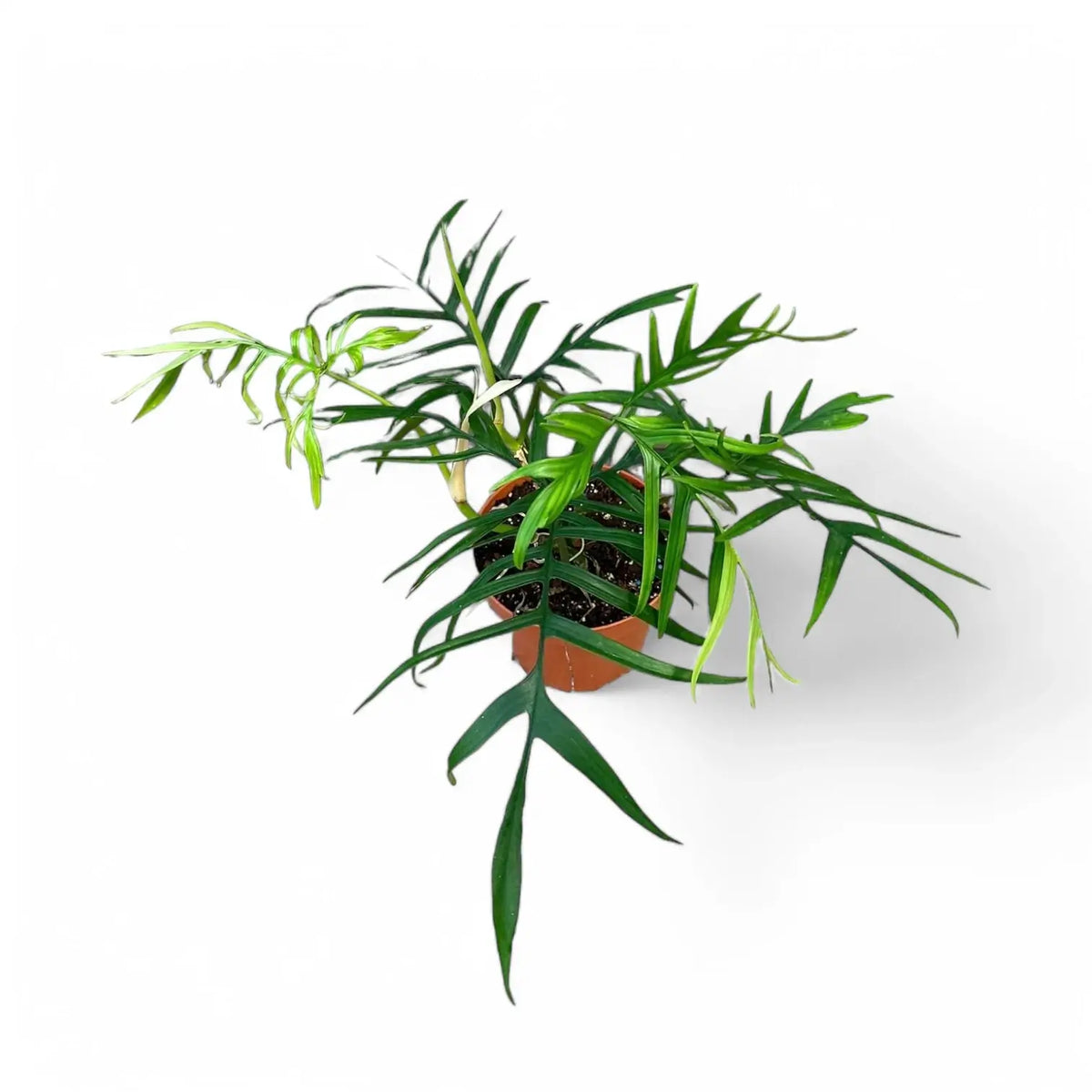 Philodendron polypodioides – Topfpflanze im Kulturtopf vor weißem Hintergrund, Produktfoto 5.