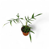 Philodendron polypodioides – Topfpflanze im Kulturtopf vor weißem Hintergrund, Produktfoto 6.