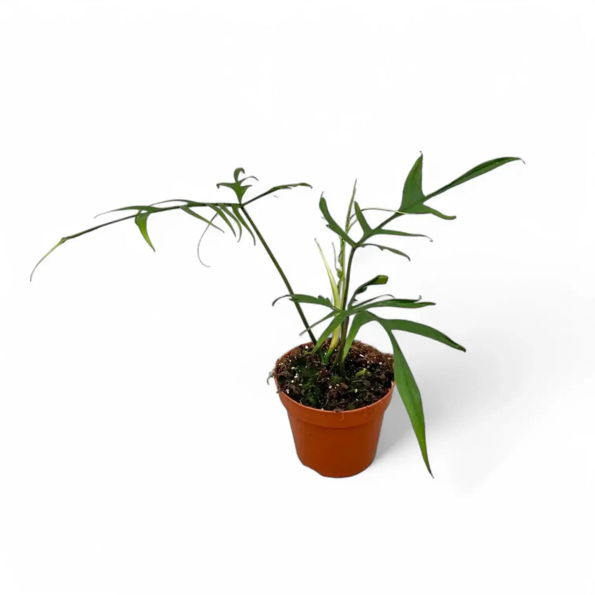 Philodendron polypodioides – Topfpflanze im Kulturtopf vor weißem Hintergrund, Produktfoto 7.