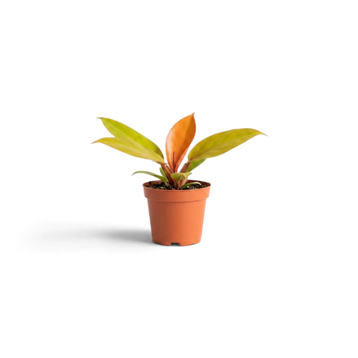 Baby Philodendron ‘Prince of Orange’ with lime-green leaves and a copper new leaf