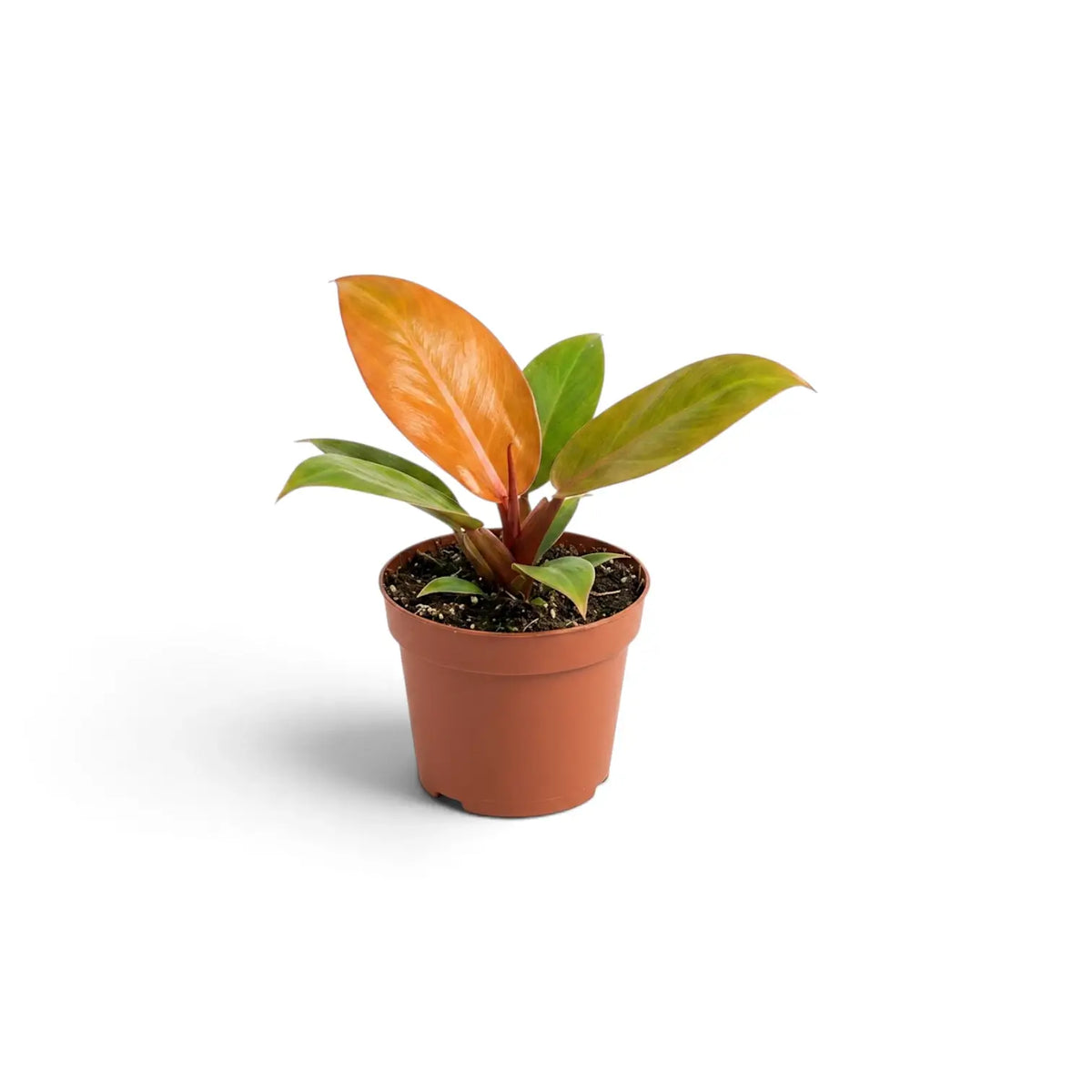 Close front view of a baby Philodendron ‘Prince of Orange’ with glossy orange and green leaves