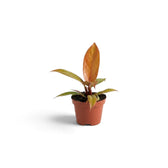 Side view of a baby Philodendron ‘Prince of Orange’ with a bronze-orange new leaf