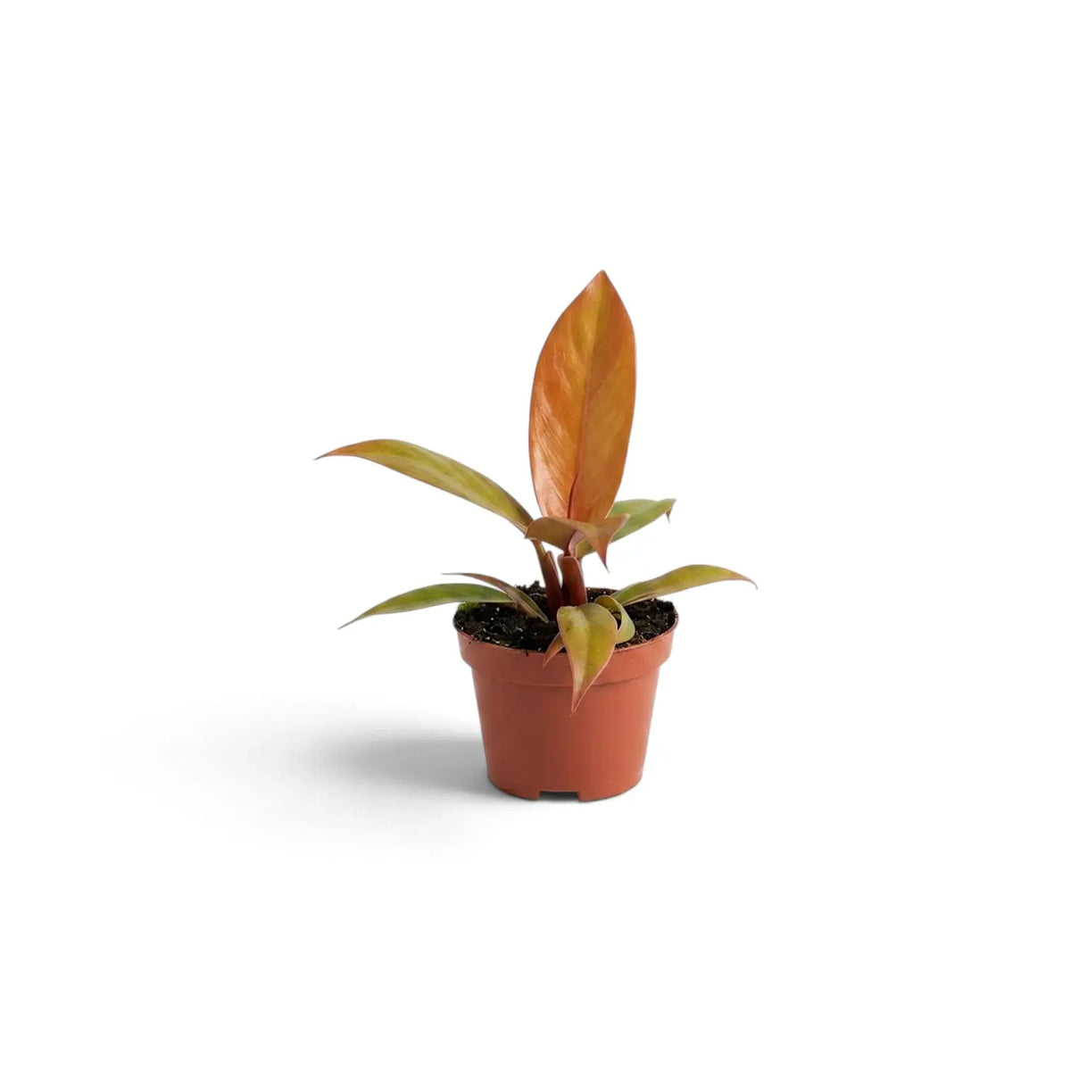 Side view of a baby Philodendron ‘Prince of Orange’ with a bronze-orange new leaf
