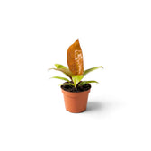 Baby Philodendron ‘Prince of Orange’ showing bronze, copper and lime-green leaf stages