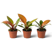 Three baby Philodendron ‘Prince of Orange’ plants showing natural variation in leaf colour