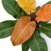 Top view of Philodendron ‘Prince of Orange’ foliage in deep green, copper and orange
