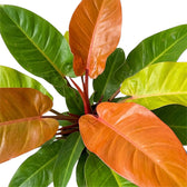 Close-up of Philodendron ‘Prince of Orange’ with layered copper leaves and red petioles