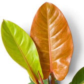 Philodendron ‘Prince of Orange’ lime-green and copper leaves at different growth stages