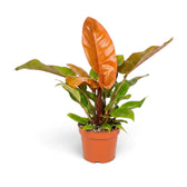 Large Philodendron ‘Prince of Orange’ with a tall orange new leaf above green foliage