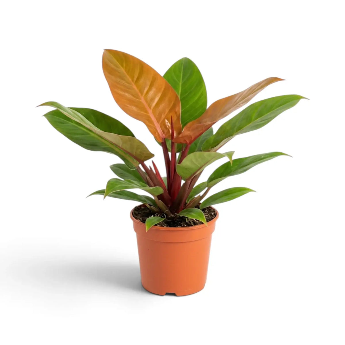 Large Philodendron ‘Prince of Orange’ with upright copper leaves and deep green lower foliage