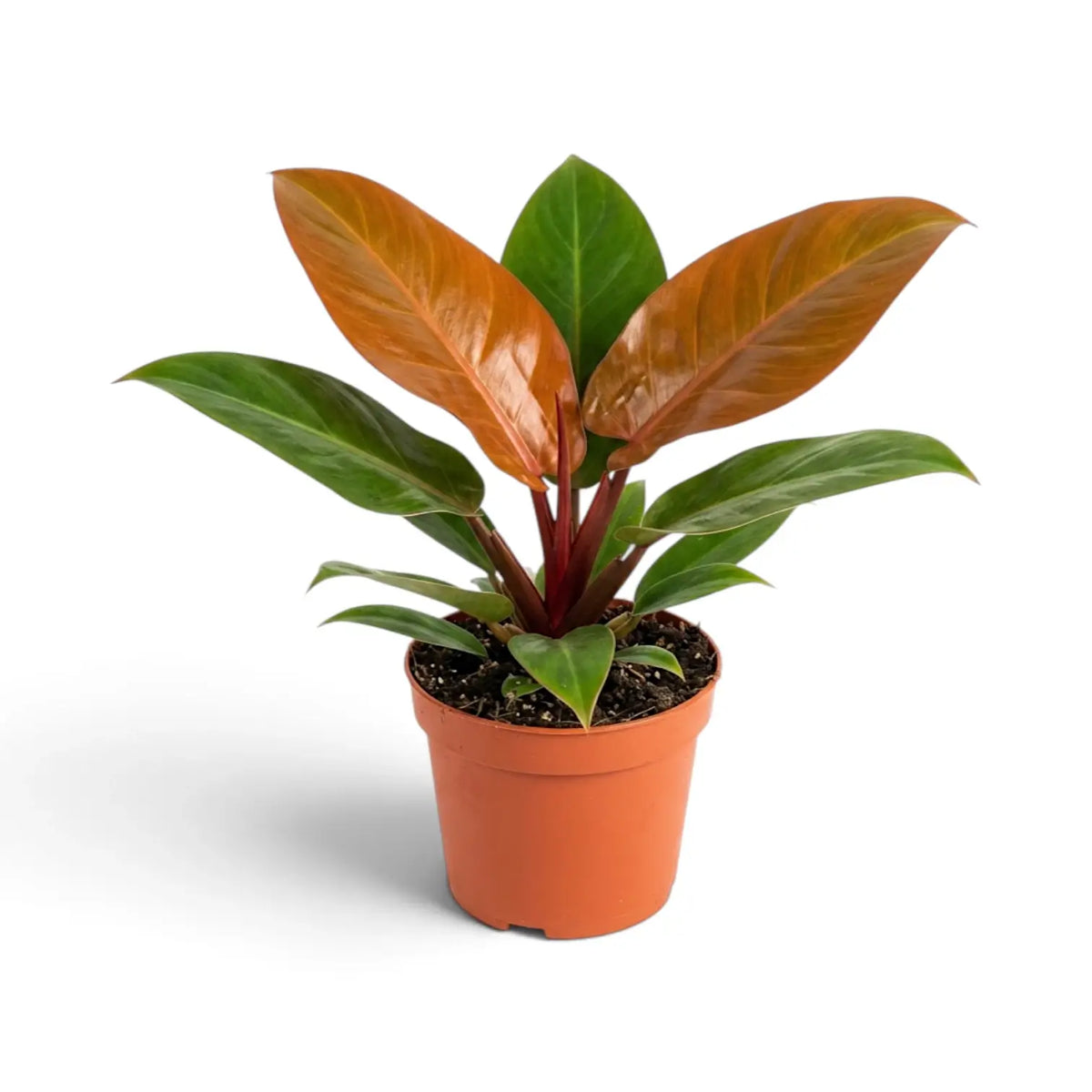 Front view of a large Philodendron ‘Prince of Orange’ with a pair of copper new leaves
