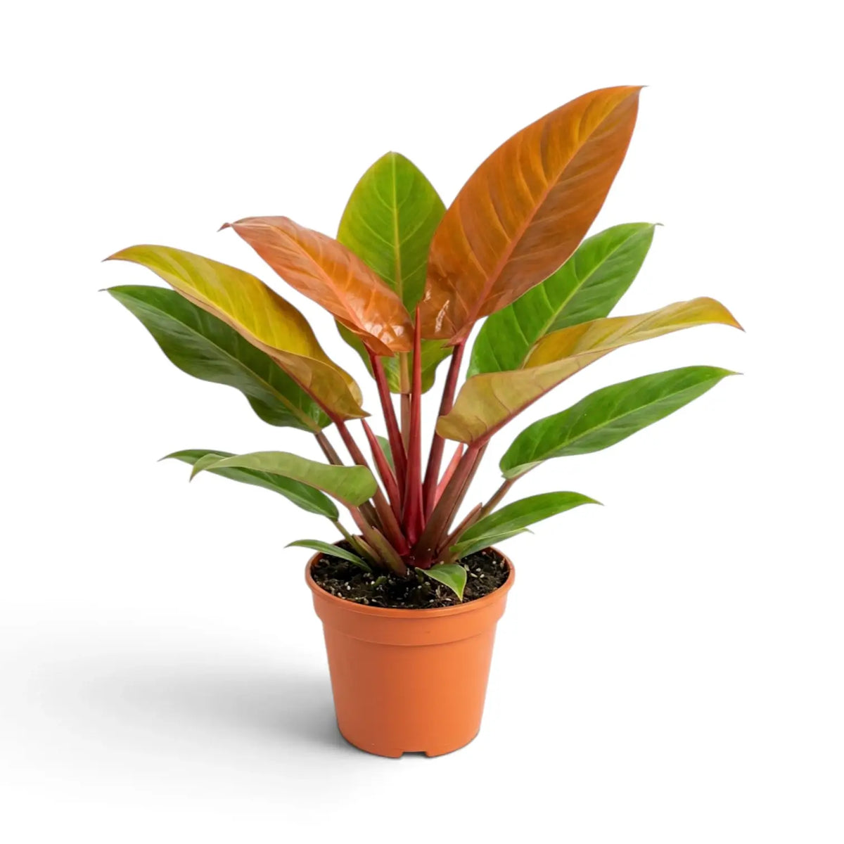 Large Philodendron ‘Prince of Orange’ with several copper leaves and red petioles