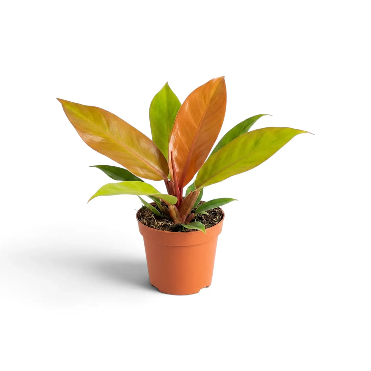 Medium Philodendron ‘Prince of Orange’ with copper-orange new leaves and lime-green foliage