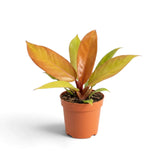Medium Philodendron ‘Prince of Orange’ with two copper new leaves above lime-green foliage