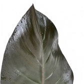 Philodendron 'Purple Congo' – Blattdetail vor weißem Hintergrund..