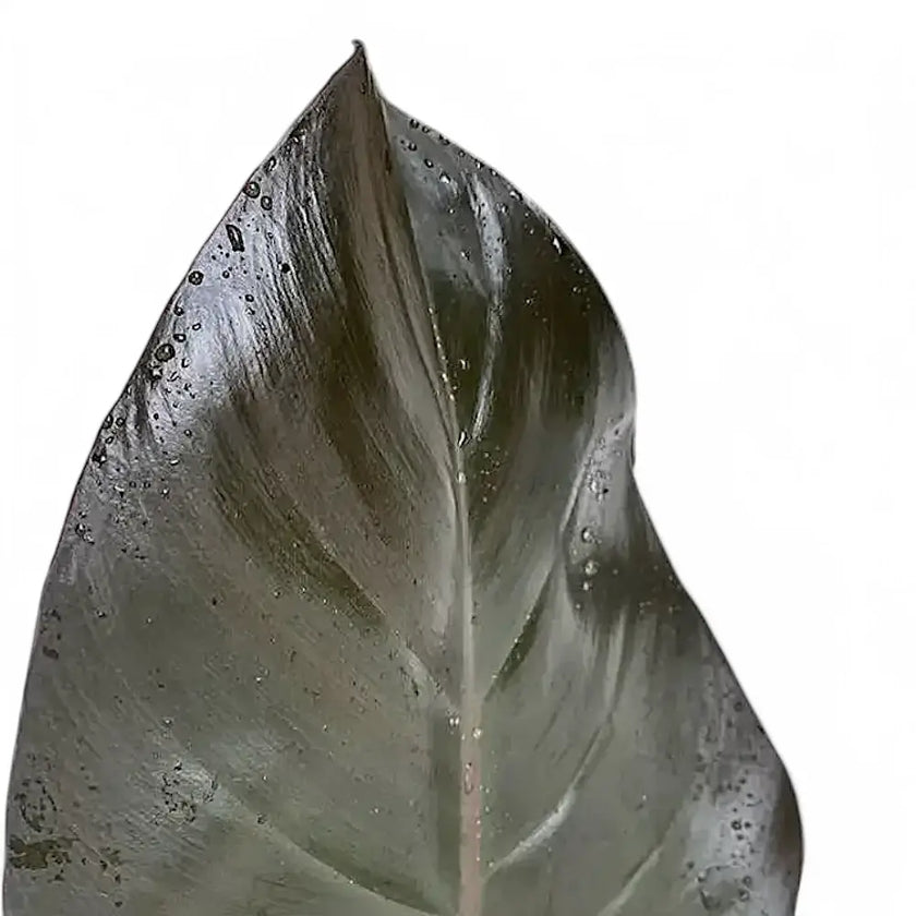 Philodendron 'Purple Congo' – Blattdetail vor weißem Hintergrund..