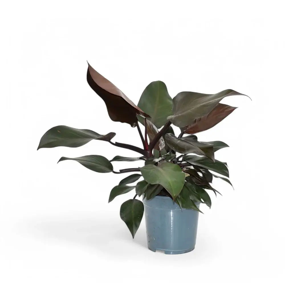Philodendron 'Purple Congo' Zimmerpflanze im Anzuchttopf vor weißem Hintergrund, Produktfoto 3.