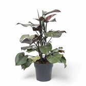 Philodendron 'Purple Congo' Zimmerpflanze im Anzuchttopf vor weißem Hintergrund, Produktfoto 4.