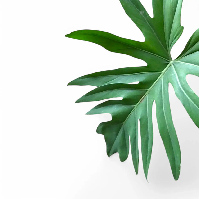 Philodendron radiatum – Blattdetail vor weißem Hintergrund..