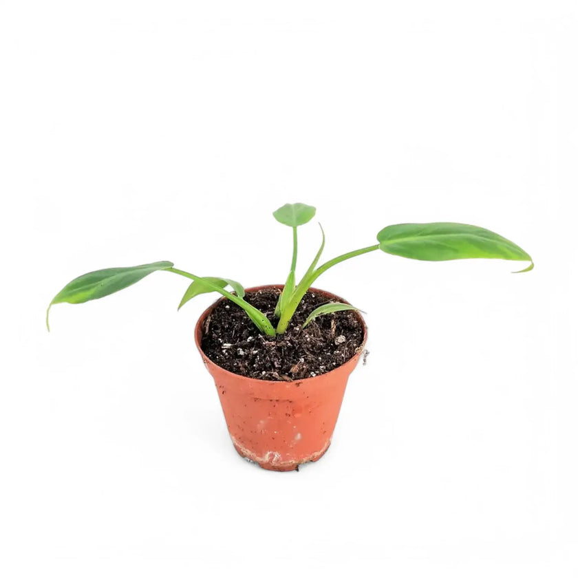 Philodendron radiatum Zimmerpflanze im Anzuchttopf vor weißem Hintergrund, Produktfoto 2.