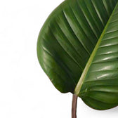 Philodendron 'Red beauty' leaf detail on white background.
