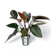 Philodendron 'Red beauty' potted plant in nursery pot on white background.