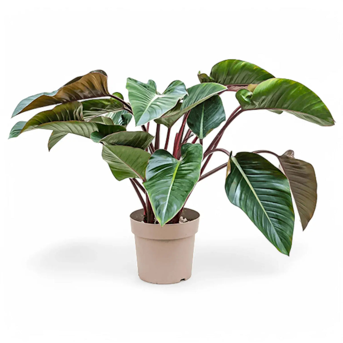 Philodendron 'Red beauty' potted plant in nursery pot on white background.
