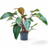 Philodendron 'Red beauty' potted plant in nursery pot on white background.