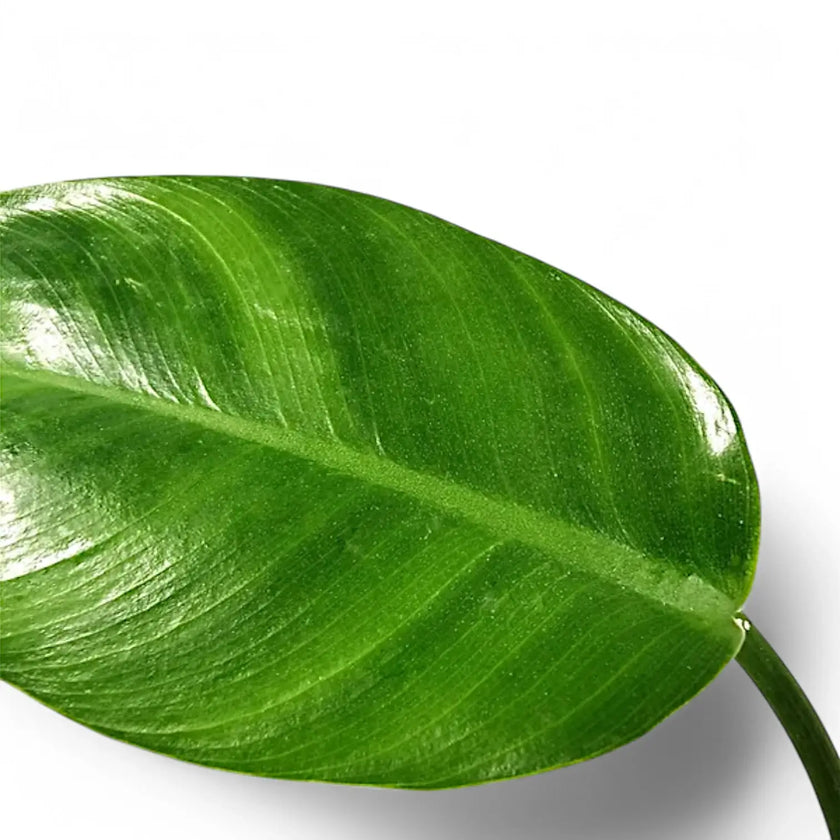 Philodendron renauxii leaf detail on white background.